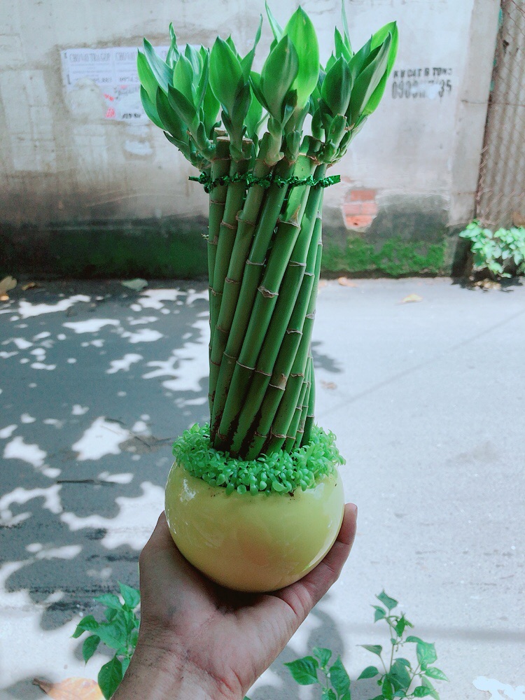Chậu Trúc Phát Tài