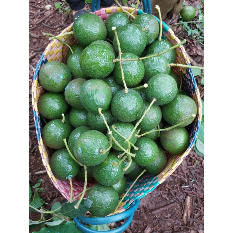 Cây Giống Bơ Both 7 ( 3 NĂM CHO TRÁI Giống Chuẩn )
