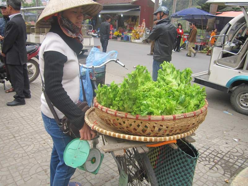 Hạt giống cải mầm đá F1 - 0.2 gr/gói
