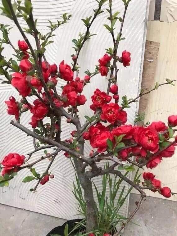 cây mai đỏ nhật đang nụ