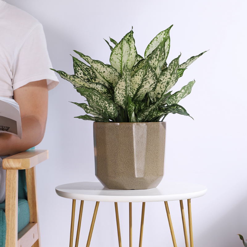 Cành cây giả Decor - Cành cắm mini