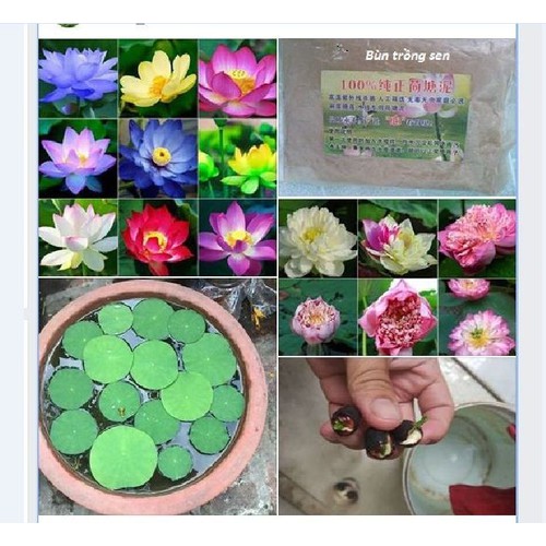 Hạt giống sen mini nhật mix màu - 1 gói 5 hạt