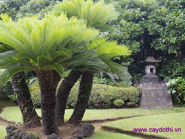 COMBO 1 Cây Vạn Tuế nhỏ