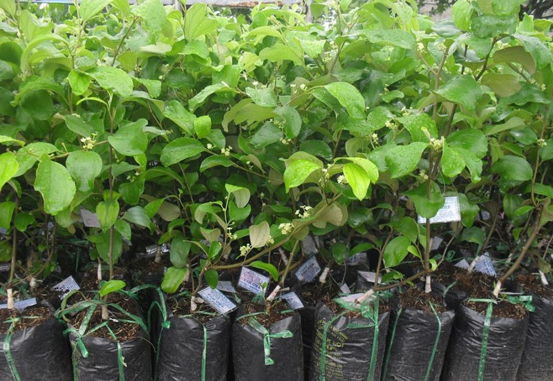 CÂY GIỐNG TÁO THÁI LAN SIÊU TRÁI- cây cao 40-60cm tặng kèm phân bón