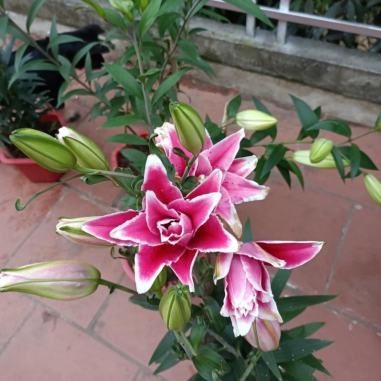 Củ ly cao thơm size 20/22 Hà Lan đủ màu