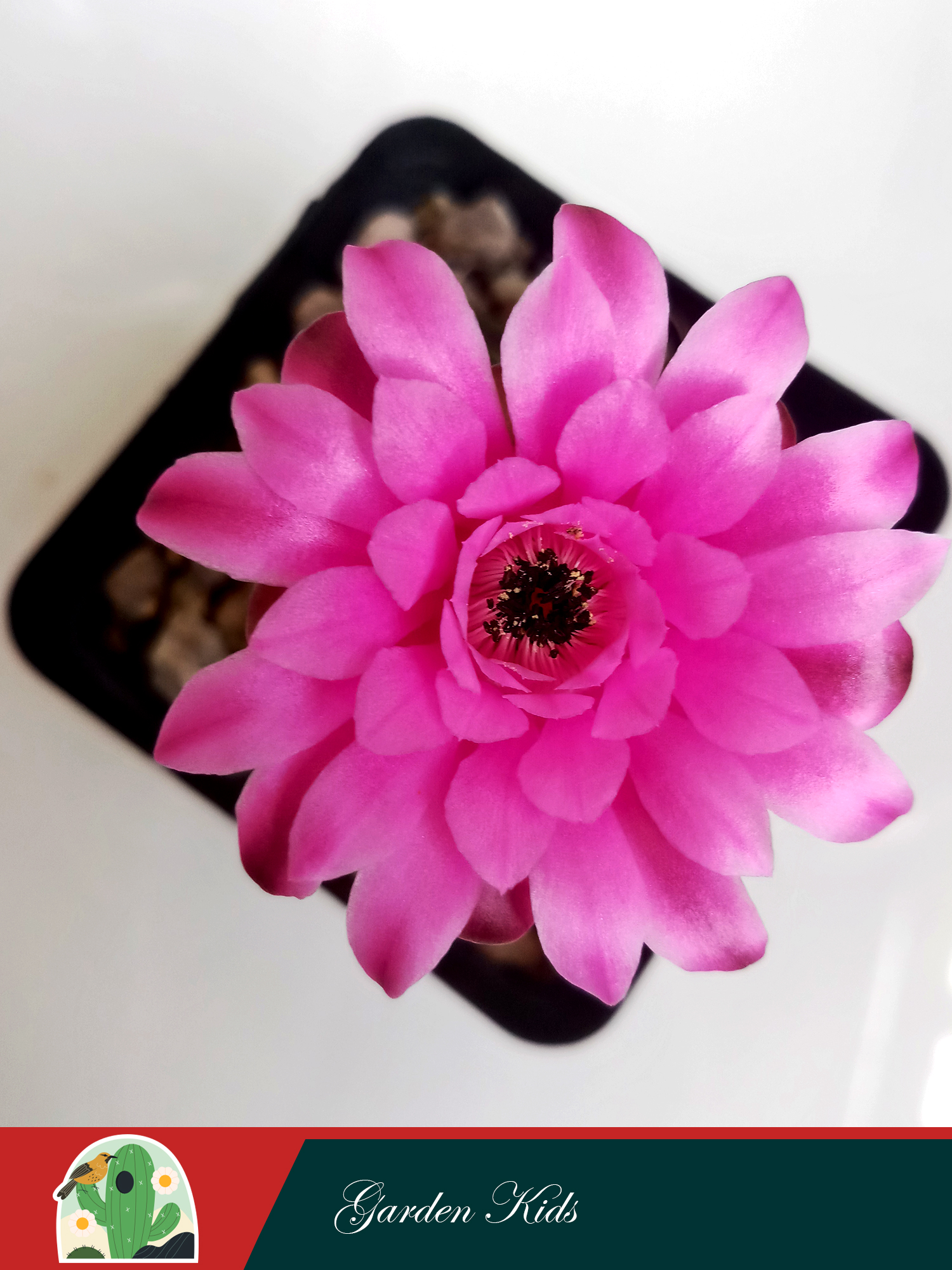 Xương rồng Gymnocalycium Anisitsii (Hoa và cây màu ngẫu nhiên; Không chậu)