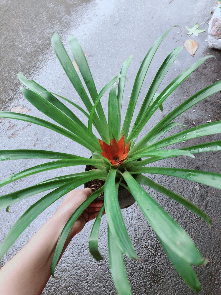 [HCM]Phong Lộc Hoa
