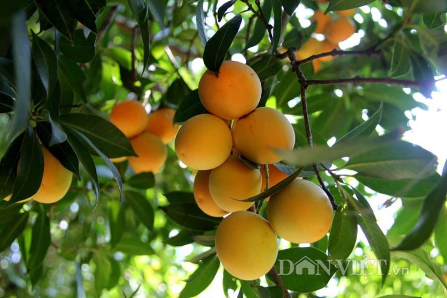 CÂY GIỐNG THANH TRÀ THÁI LAN