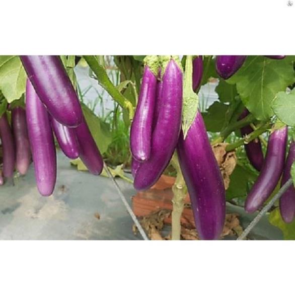 HẠT CÀ TÍM DÀI F1 THÁI LAN - GÓI 1 GRAM