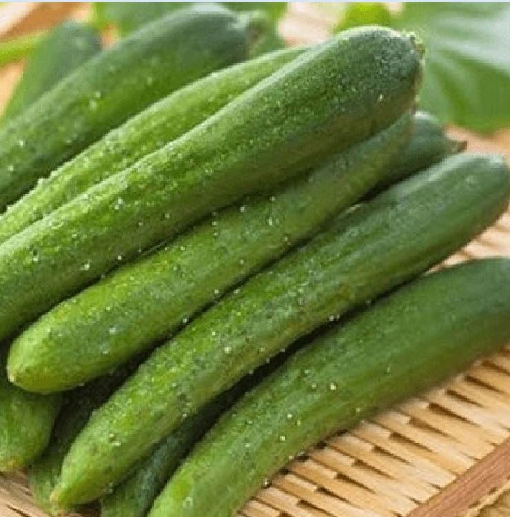 Hạt giống Dưa chuột Nhật quả dài ( dưa chuột kiếm ) Gói 10 Hạt