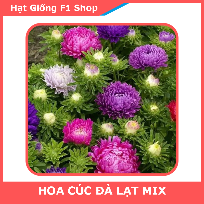 Hạt Giống Hoa Cúc Đà Lạt Nhiều Màu Mix (053.F1)