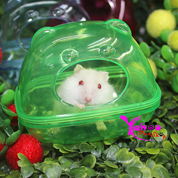 Nhà Tắm Ếch Nhỏ cho Hamster