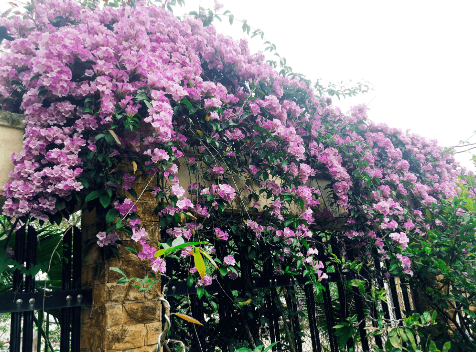Lan tỏi giống - Cây trong bầu