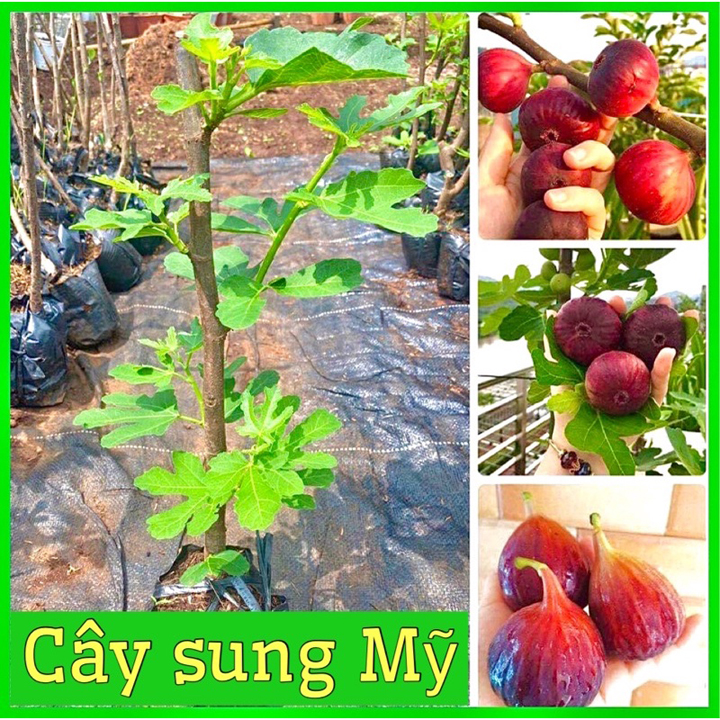 Giống Cây Sung Mỹ