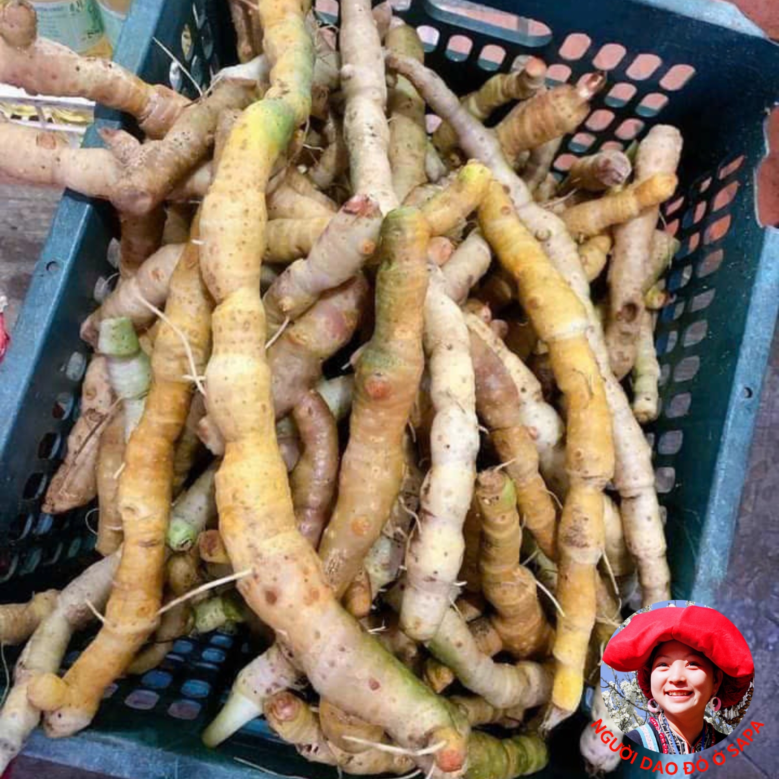 Rễ tứn khửn tươi, khai thác rừng tự nhiên Tây Bắc giúp bổ thận tráng dương, tăng cường sinh lý nam giới