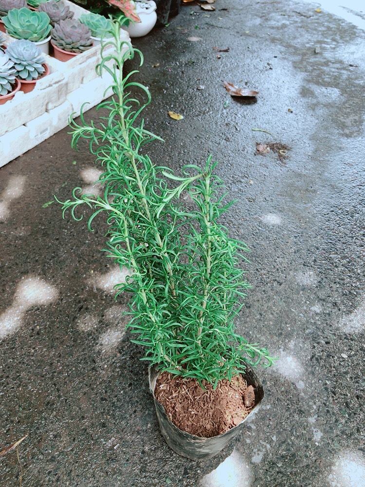 Chậu Hương Thảo