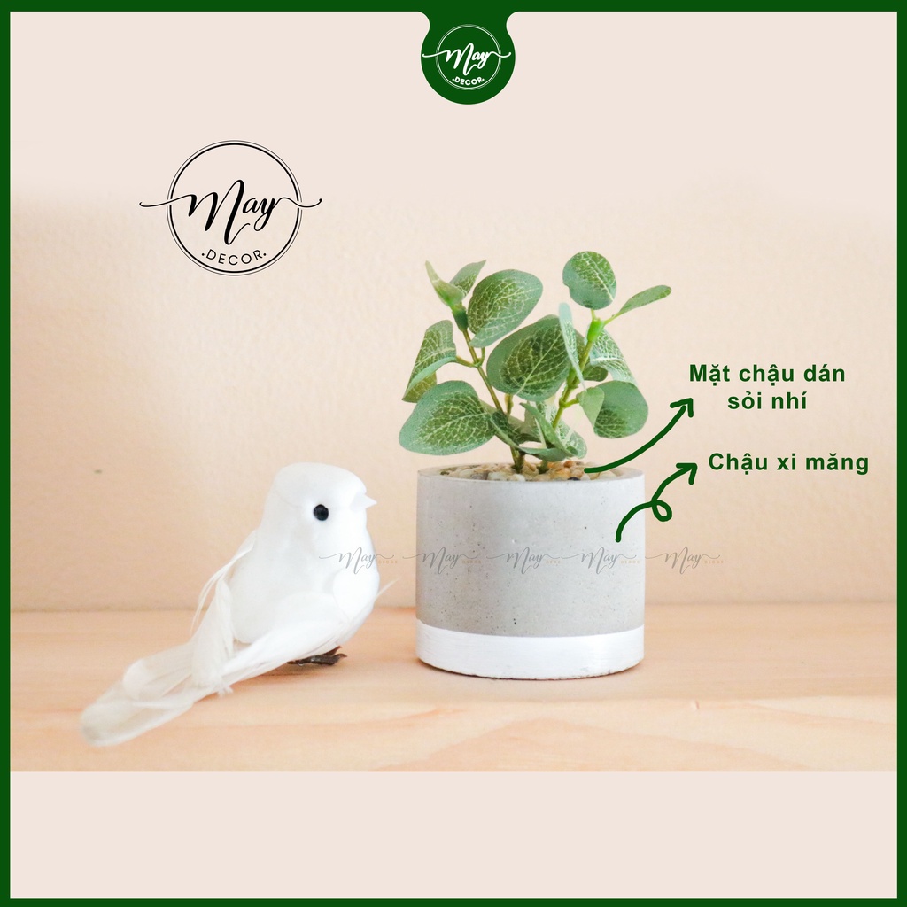 Cây mini chậu Xi măng 45cm