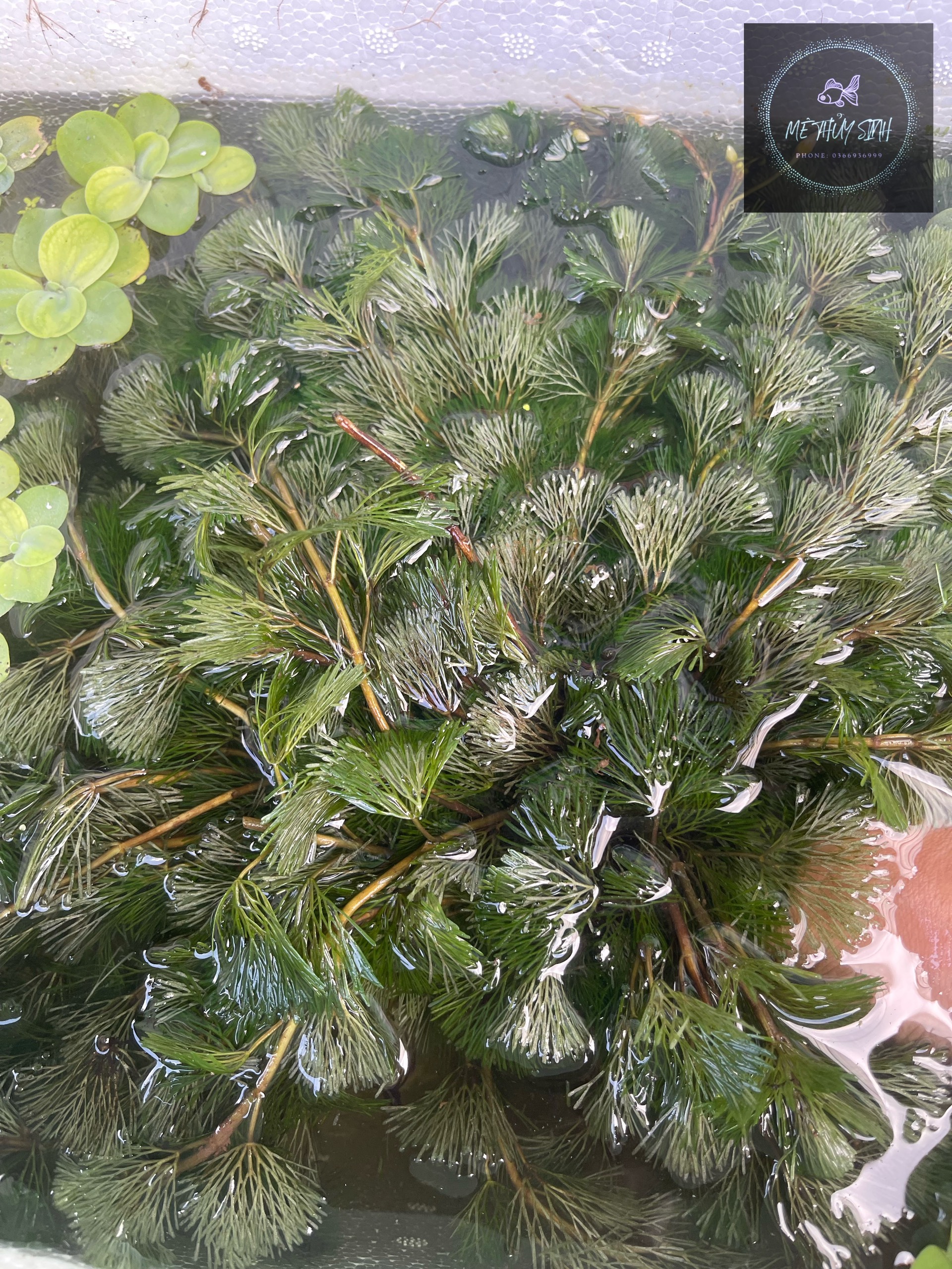 Rong La Hán - trang trí, lọc nước thủy sinh cho hồ cá