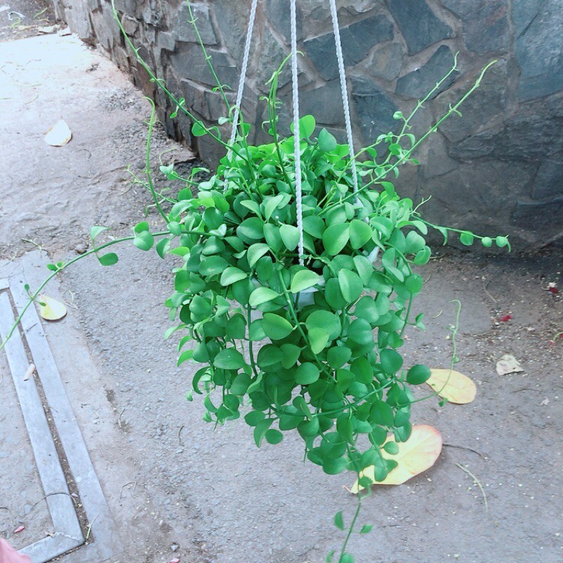 Chậu Cây Treo Đo La