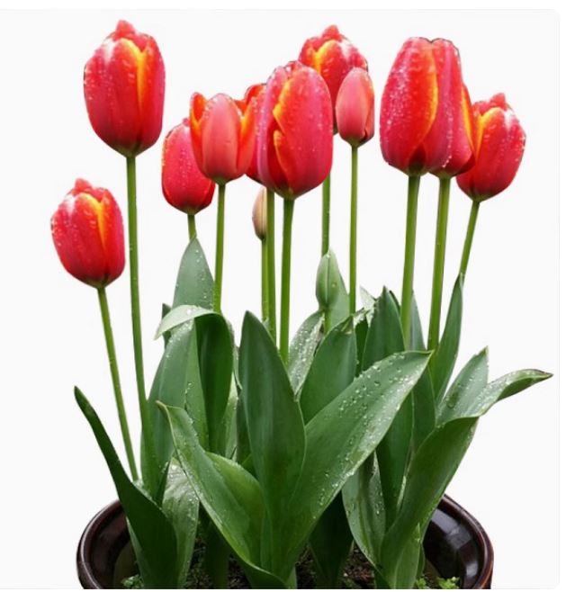 5 củ giống hoa tulip hoa màu đỏ