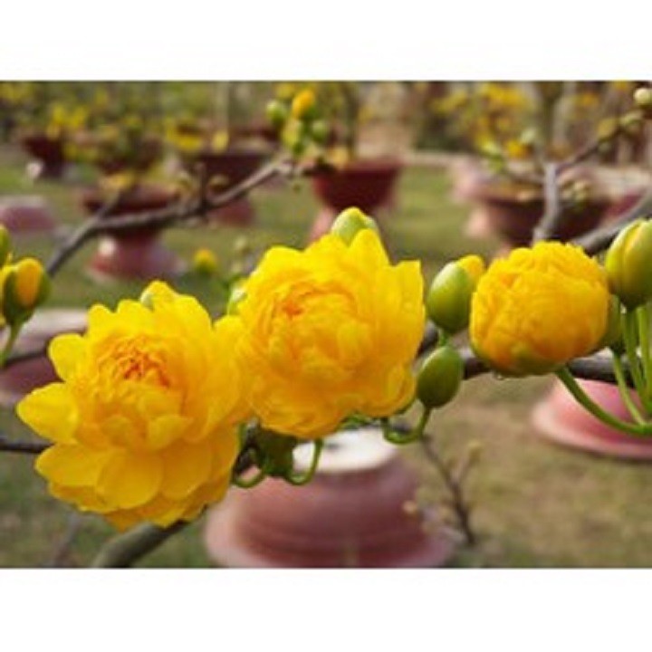 BẦU CÂY MAI VÀNG GIỐNG-CÁNH KÉP