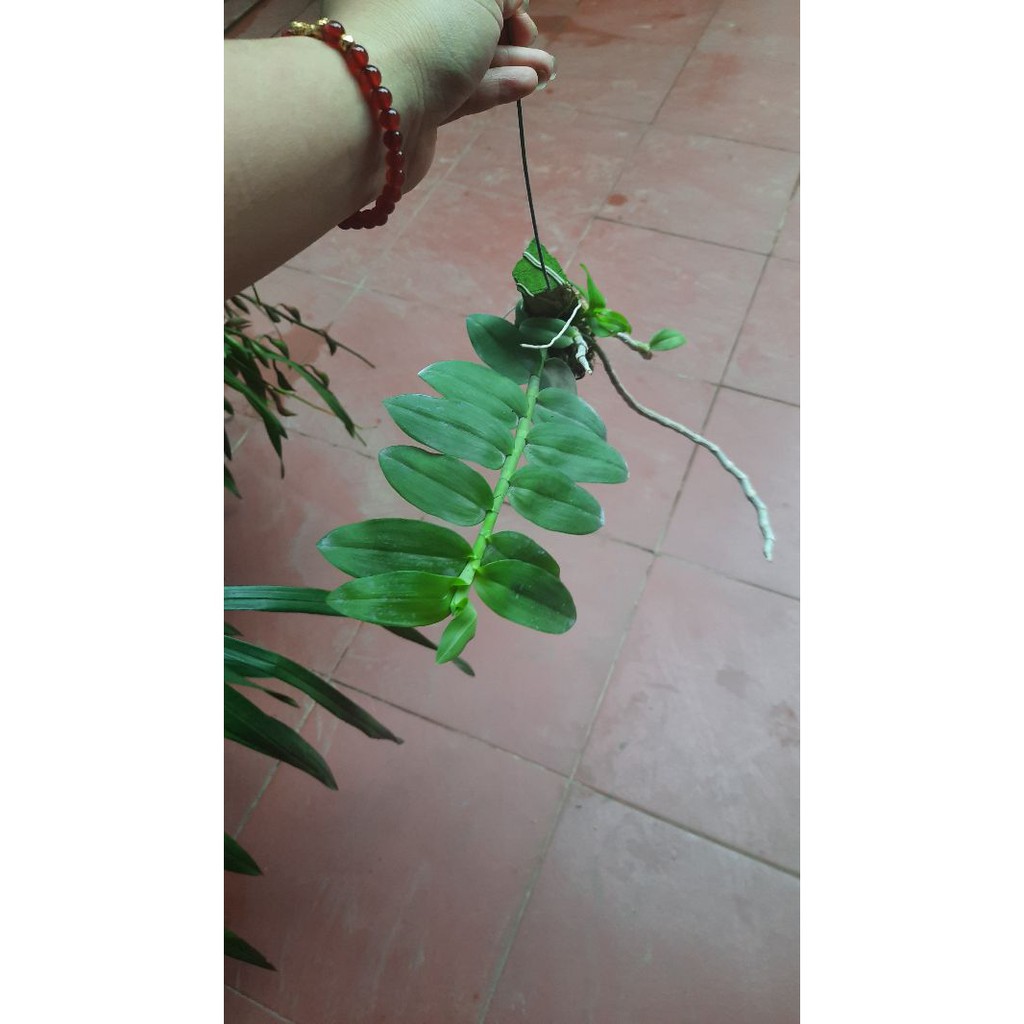 hoa phong lan phi điệp tím thái