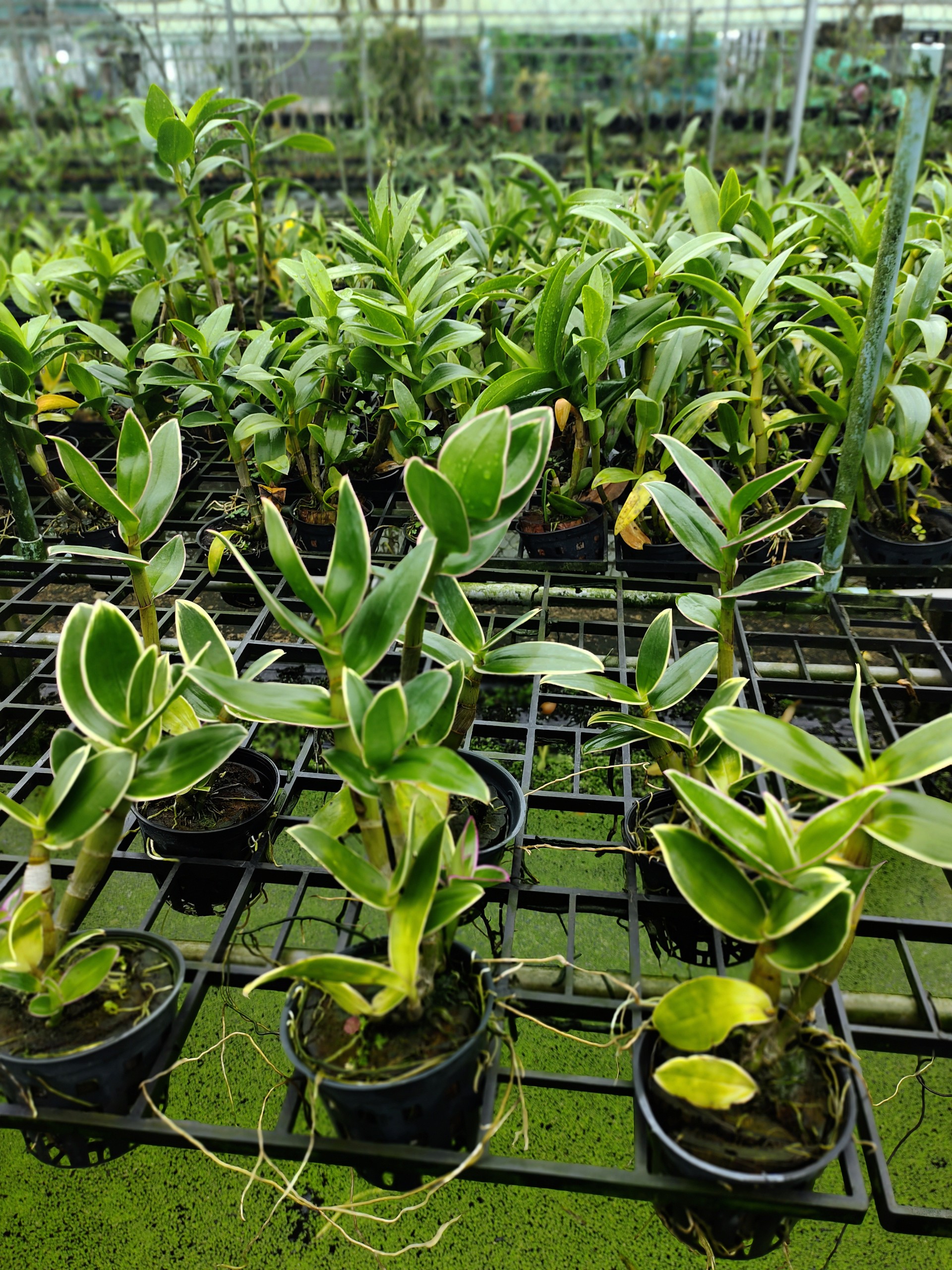 Den chớp Thongchai Gold ( chớp lá_chớp hoa )