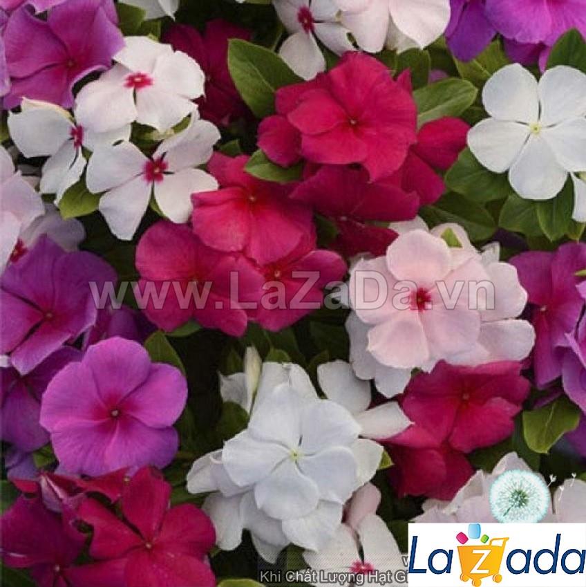 50h Hạt Giống Hoa Dừa Cạn Lùn Mix Màu (C2.302| -KD: B6*V24*M225)