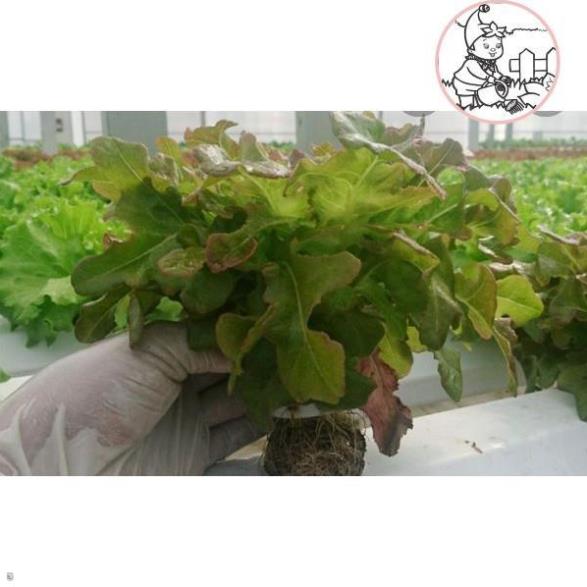 HẠT XÀ LÁCH SỒI ĐỎ OAKLEAF - GÓI 2 GRAM
