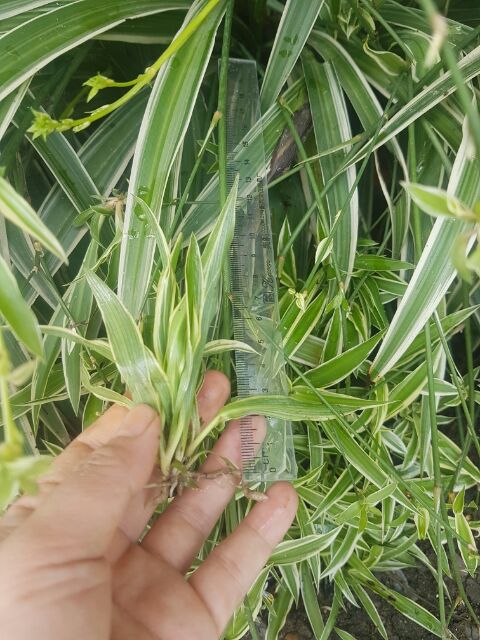 1 khóm Cây giống dây nhện/ lan chi