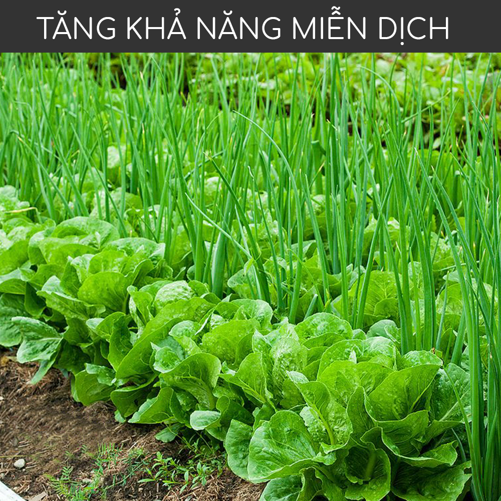 Chế Phẩm Vi Sinh Nấm TRICHODERMA - Chứa 22 tỷ Bào Tử - Bột Hào Tan - Gói 1kg