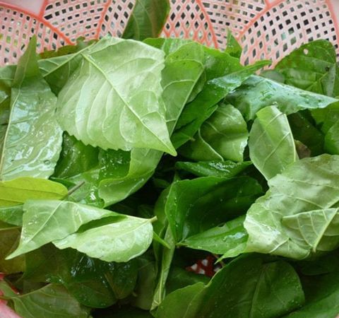 Hạt Giống Lá Cách Vọng Cách - 1 gói 20 hạt