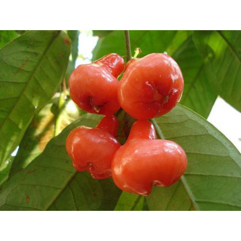 cây Giống Mận Hoàng Yến Trồng (chuẩn giống)
