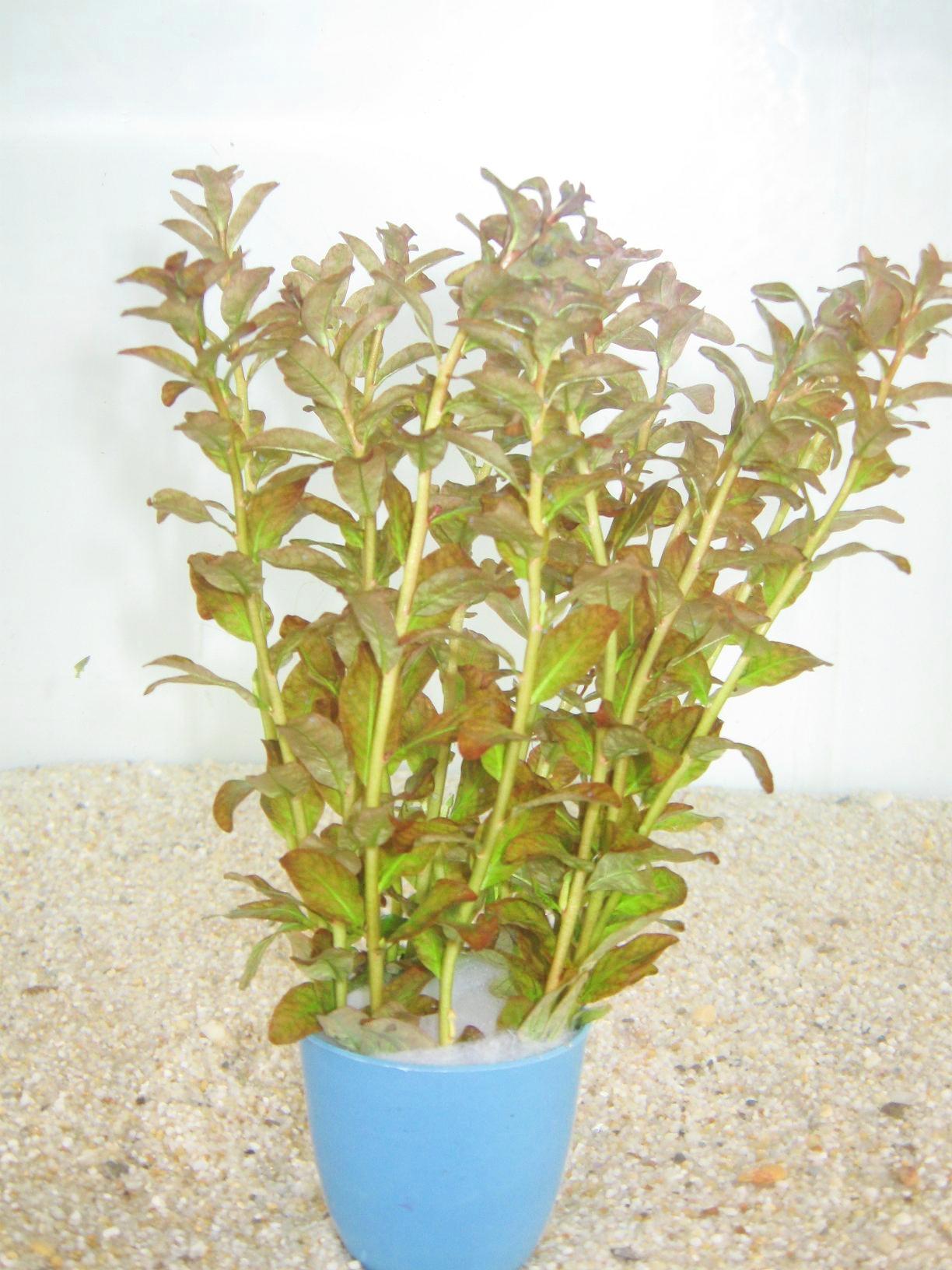 DIỆP TÀI HỒNG LÁ CAM (12 nhánh)