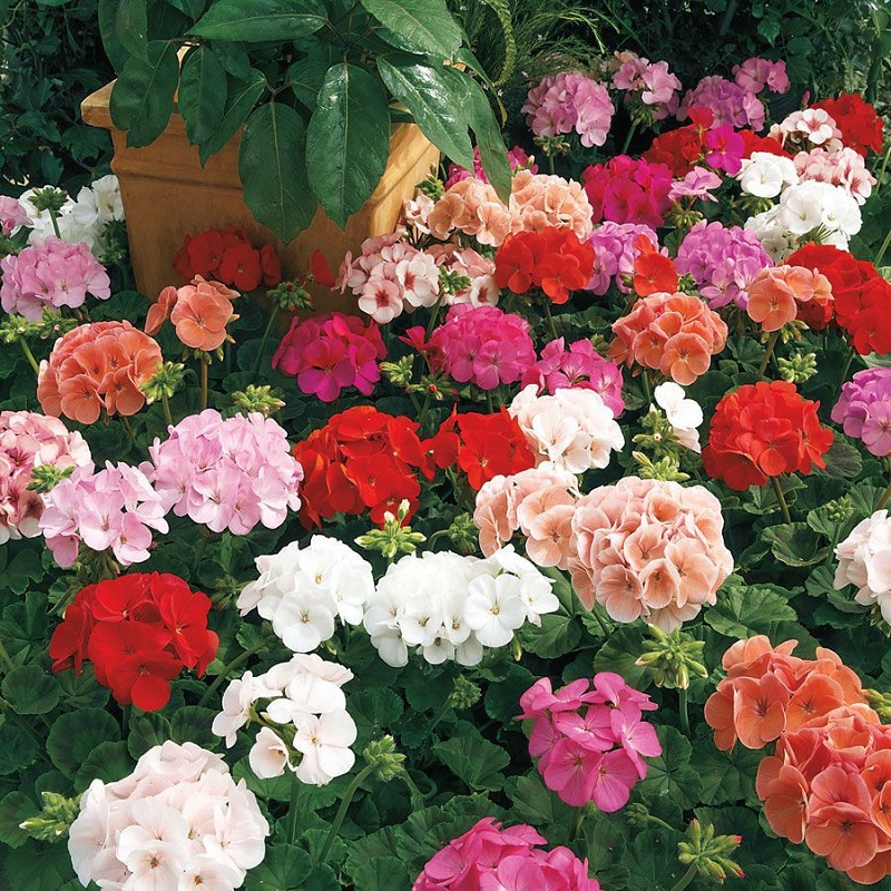 Hạt Giống Hoa Phong Lữ Mix 10 Hạt