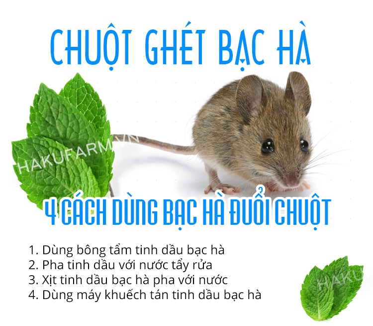 Tinh dầu xịt bạc hà Hoa Nén 100ml