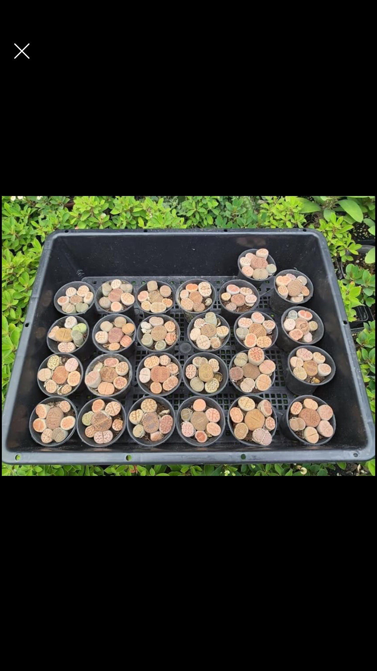 Combo 7 cây sen đá mông , sen đá Lithops , thạch lan size 1,5 - 2cm