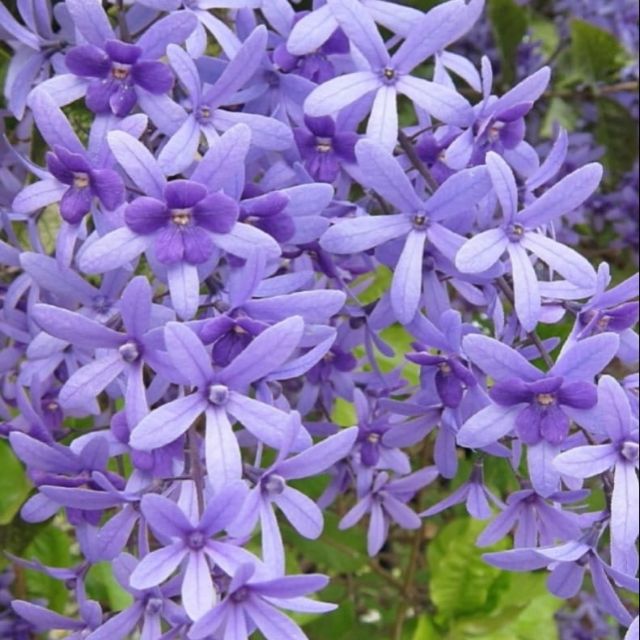 Cây giống hoa mai xanh