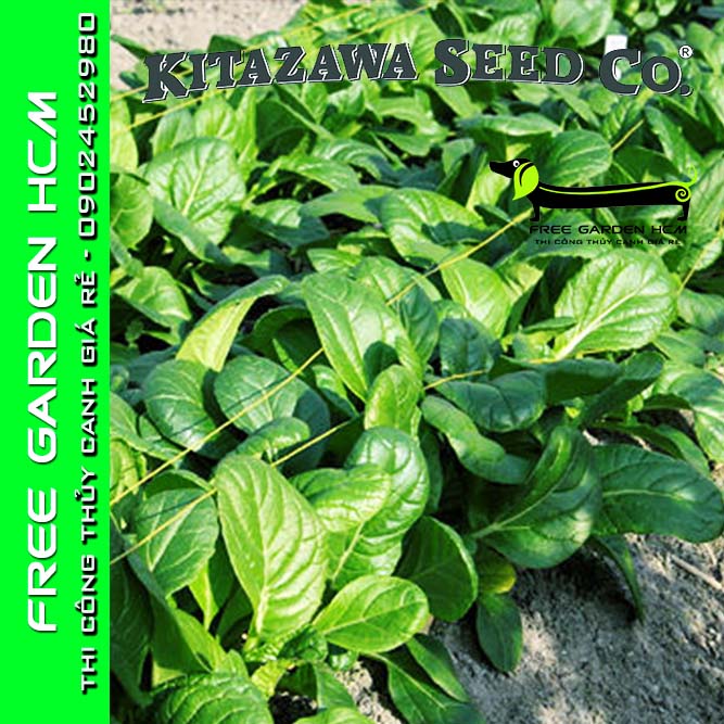 1.200 hạt giống cải vitaminna – kitazawa – mỹ