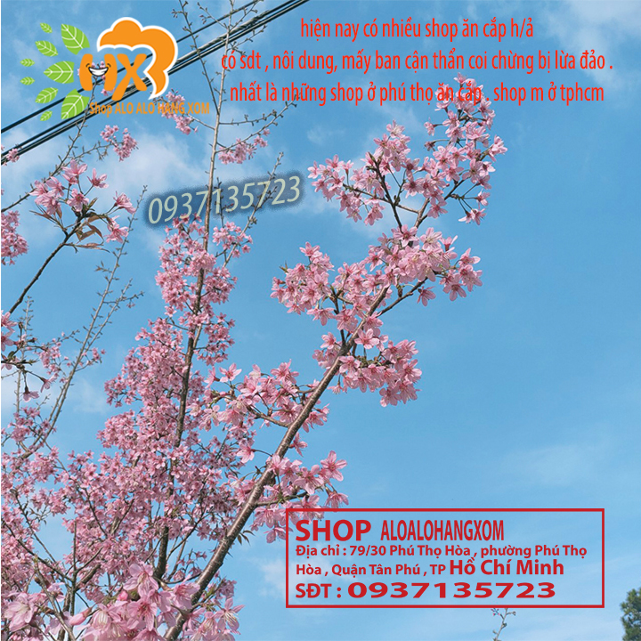 [HCM]combo 5 cây mai anh đào cây con [ cây giống ] .