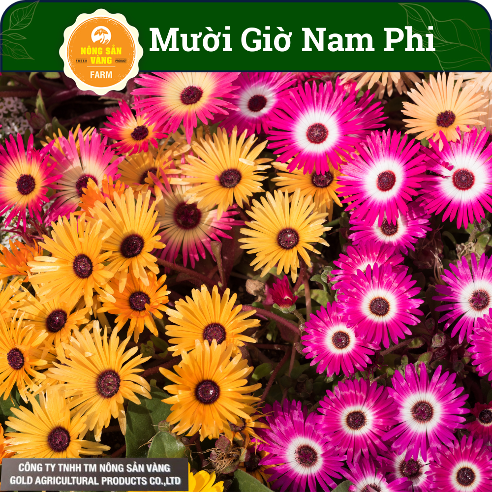 Flower seeds ten hours South African multi color , flower many colors, flowering continuously-shallow gold