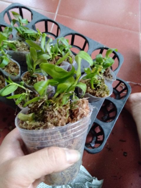 [Viện Nghiên Cứu Di Chuyền Nông Nghiệp] Hoa phong lan phi điệp ám phú thọ