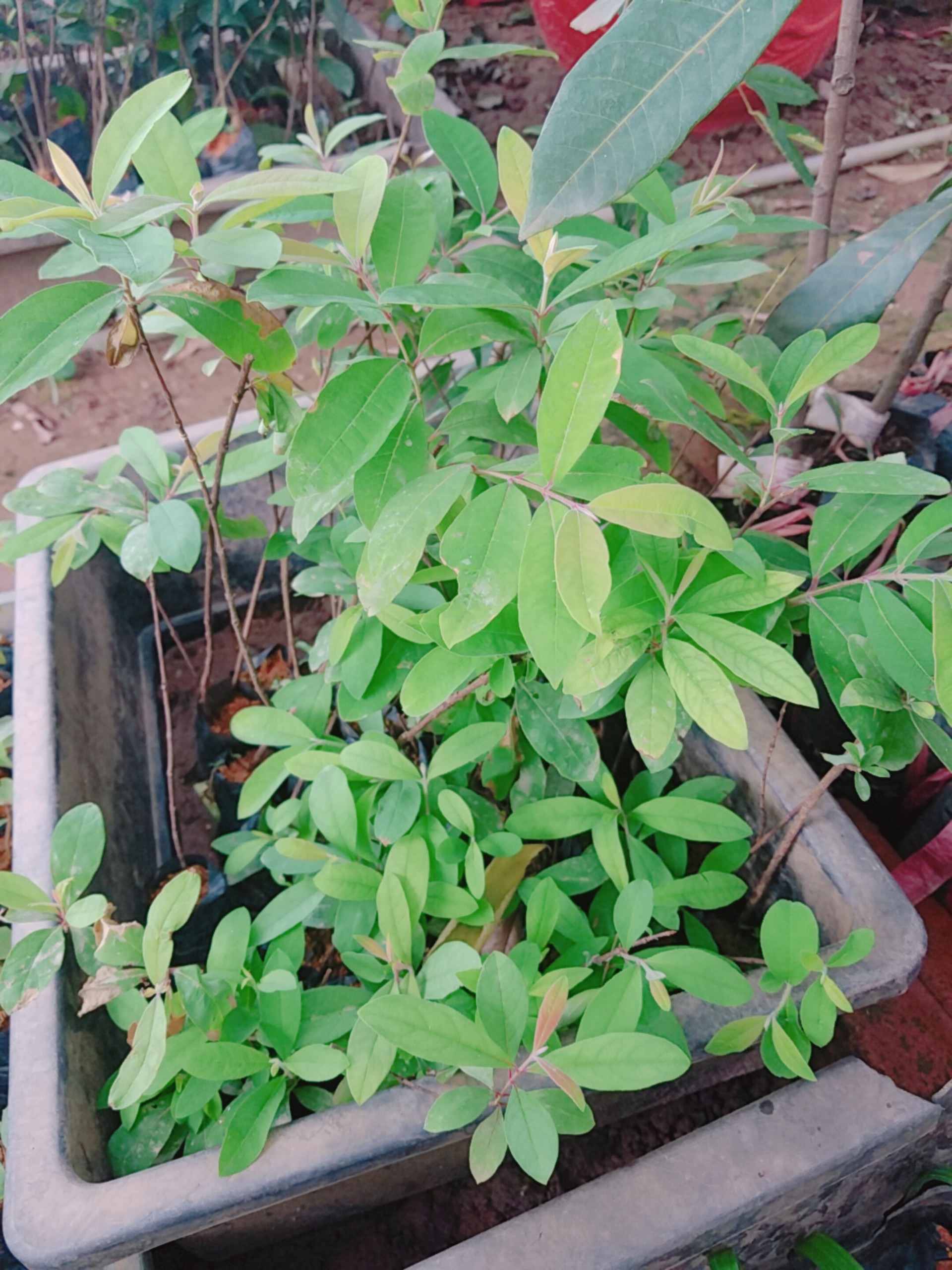 Combo 2 câyđỏ ngọn đa tác dụng - Cây trong bầu