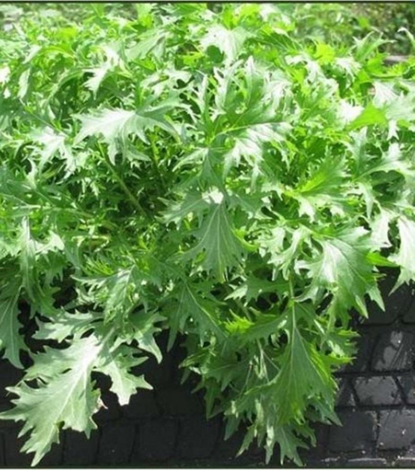 10 gam hạt giống rau cải nhật xanh
