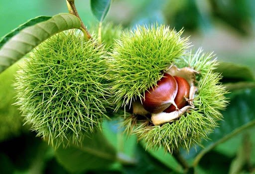 CÂY GIỐNG CÂY HẠT DẺ TRÙNG KHÁNH