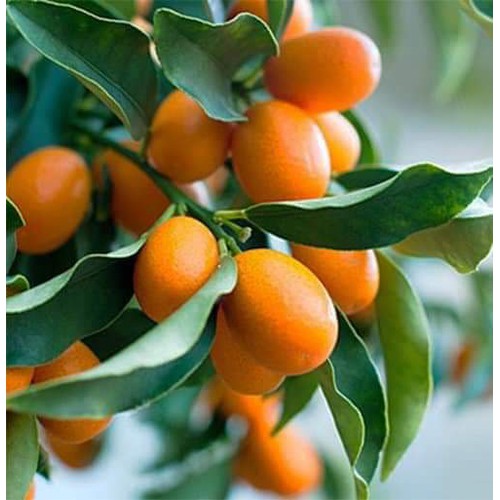 CÂY GIỐNG QUẤT NGỌT