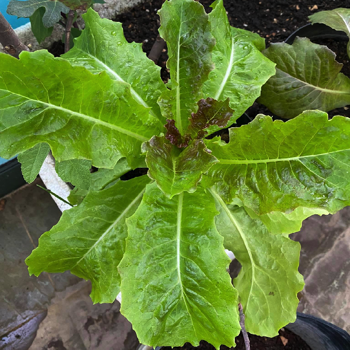 [Hạt giống Hàn Quốc] Gói 1.5 gam hạt giống xà lách Hàn Quốc Green Sencho