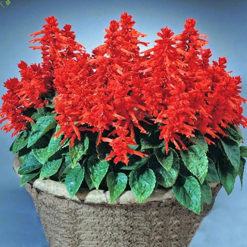 Bột trị ve chó, mèo, bọ chét KILLPEST 50gram