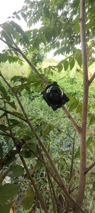 Bầu Chiếc Cành Thông Minh Kích Thước Đường Kính 4cm