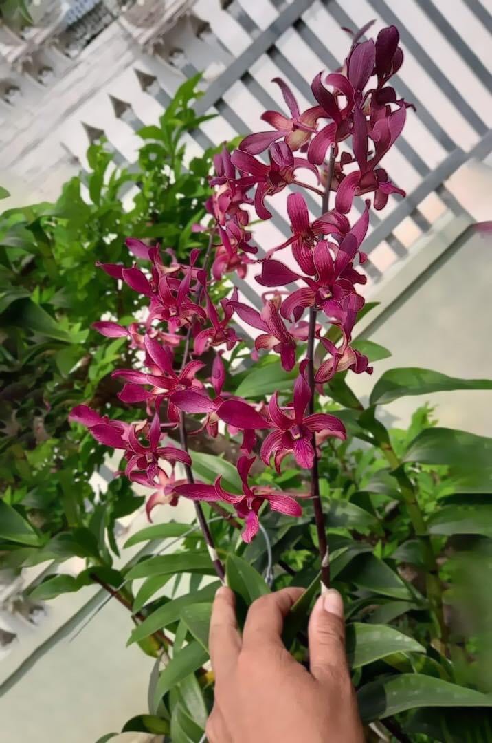Denro nắng xưa Huyết Long